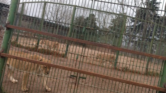 Piden el cierre definitivo del zoo de Luján por maltrato animal y hacinamiento