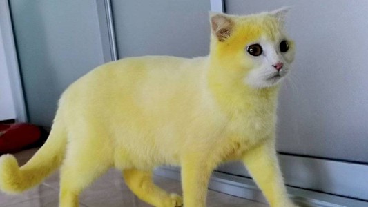 Le dio un remedio casero a su gato y quedó amarillo como Pikachu