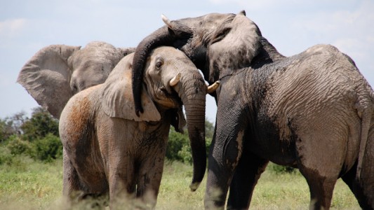 El zoo de Varsovia administrará a sus elefantes cannabis médico