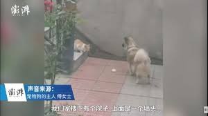 Video viral: el perro que comparte su comida con un gatito callejero