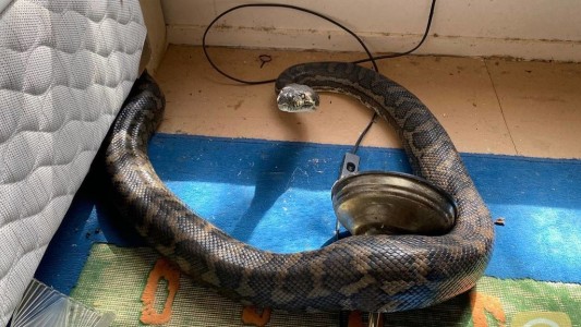 Visita de terror: dos pitones de tres metros rompieron el techo de una casa y cayeron en la cocina