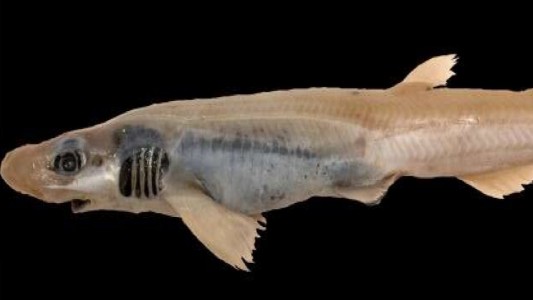 Hallaron un extraño tiburón sin piel nadando en el mar