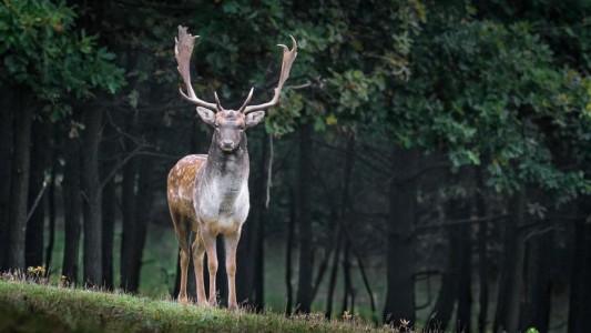 Hirió a un ciervo y quiso ultimarlo pero el animal se defendió y lo mató