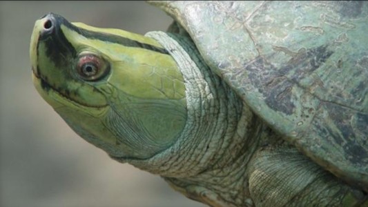 "Regreso" a la existencia: salvan de la desaparición a la tortuga de sonrisa permanente