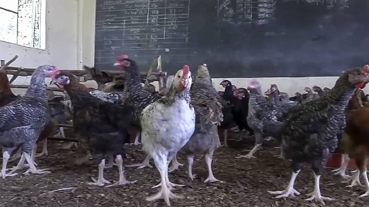 Por la cuarentena, convirtieron una escuela en un gallinero