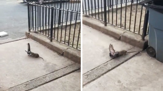 Video: el ataque de una rata a una paloma