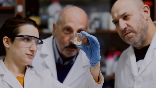 Qué es la violaceína, el nuevo agente terapéutico para combatir microorganismos resistentes a los antibióticos que estudian en el Conicet