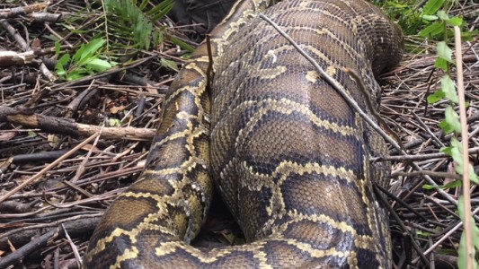Sorpresa tras la muerte de una pitón que creyeron que se había comido a un nene