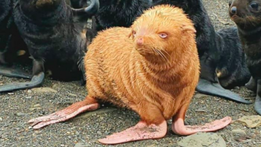 Hallaron una extraña foca pelirroja: buscarán que su colonia no la discrimine