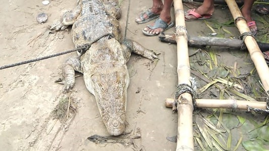 Se escapó un cocodrilo de una reserva, lo secuestraron y pidieron rescate