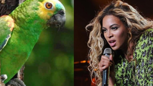 El loro que canta canciones de Beyonce
