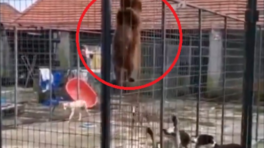 Un perrito comandó la rebelión y ayudó a otros a salir de la jaula en la que se encontraban