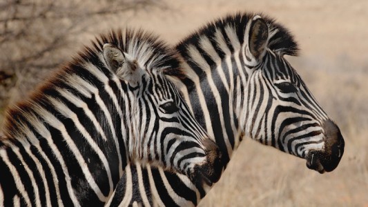 Científicos argentinos clonaron cebras in vitro por primera vez en el mundo