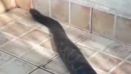 Video: Desagradable sorpresa para una familia de Santa Fe