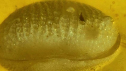 Encuentran espermatozoides "gigantes" de 100 millones de años