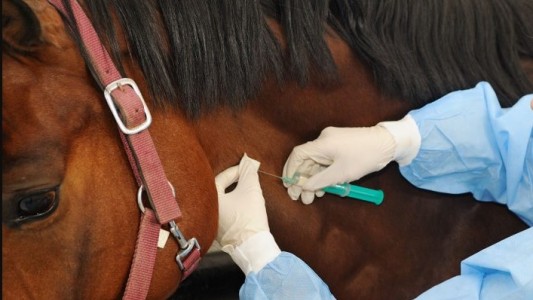 Coronavirus: avanzan ensayos clínicos con suero equino en Argentina y ya lo producen por si resulta eficaz