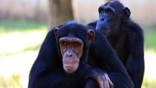 Referéndum: región suiza votará para incluir los derechos de los primates en la Constitución