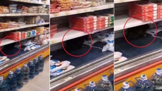 Video: un gato toma leche de la heladera de un supermercado chino