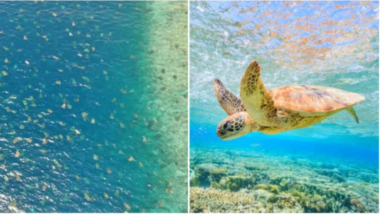 VIDEOS: la majestuosa vista de 64 mil tortugas marinas