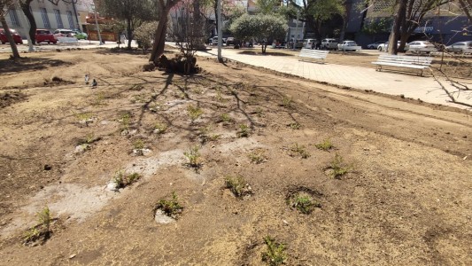 Plaza Colón: el lunes pusieron plantines, ayer los robaron