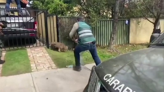 Siguen apareciendo pumas sueltos en Santiago de Chile