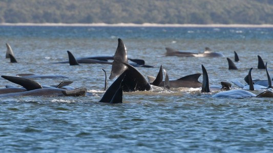 470 las ballenas quedaron varadas en el sur de Australia