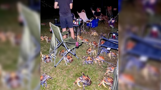 Imágenes insólitas: cangrejos carnívoros atraídos por el "olor a salchicha" en pleno camping