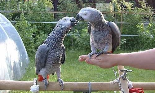 Sacaron a cinco loros del zoológico porque insultaban a los visitantes