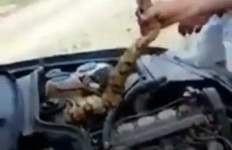 Tenían una yarará en el motor y debieron sacarla con la mano