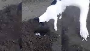 Video desgarrador: la perrita que cava la tumba de su cachorrito muerto