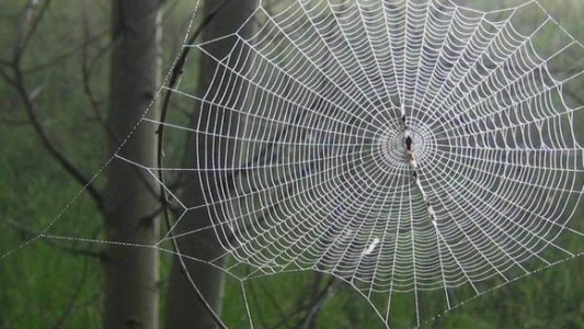 La terrorífica telaraña gigante que puede atrapar a los seres humanos