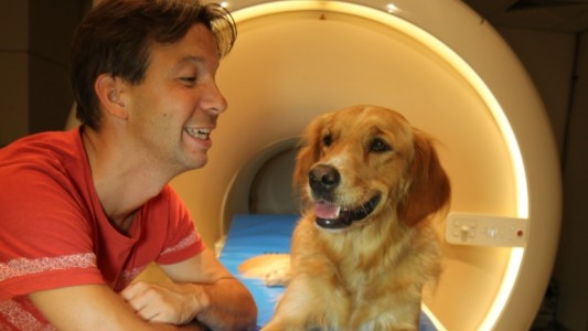 Estudio científico: las caras son más importantes para los humanos que para los perros