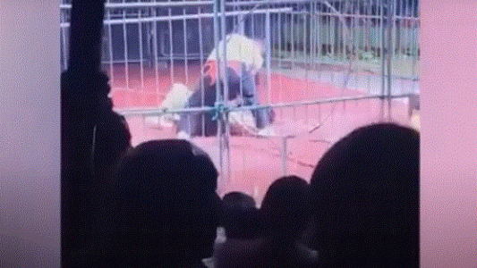 Video: un oso atacó a su domador y fue brutalmente golpeado a palazos por otros hombres