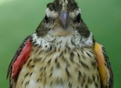 Encontraron un pájaro único: en su mitad derecha es macho y en la izquierda es hembra