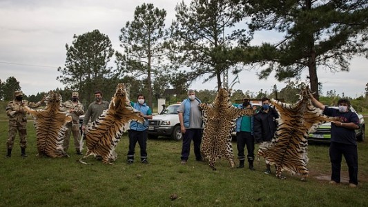 Video: incautaron cueros de felinos silvestres en un zoológico de Concordia