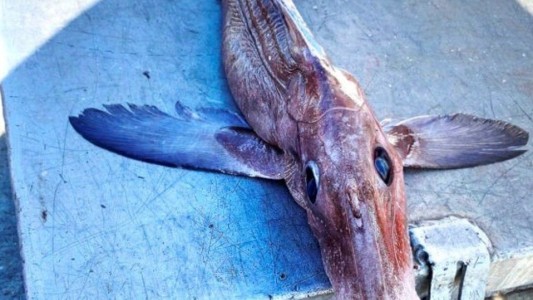 Atraparon un aterrador pez fantasma a 800 metros de profundidad