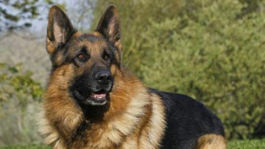 El perro que fue enterrado vivo y escapó de su propia tumba