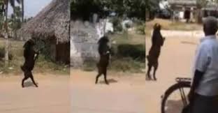 Video: terror en un pueblo por una cabra que camina en dos patas