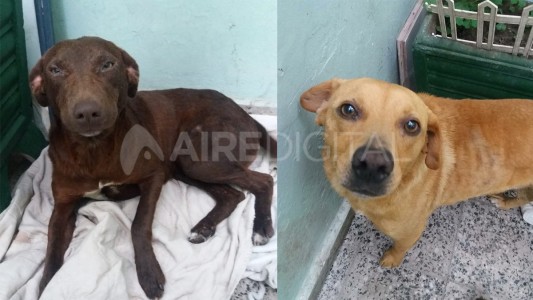 Un hombre violó a dos perros porque le molestaban sus ladridos