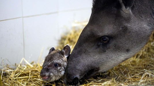 Nació un tapir macho en el Ecoparque porteño