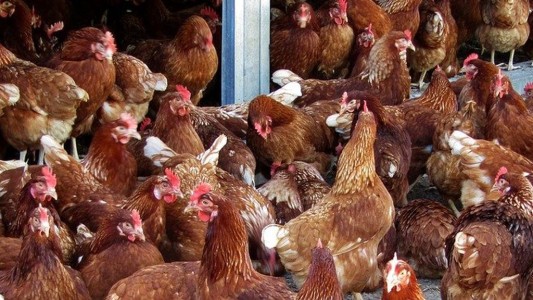 Tenía sexo con gallinas mientras su esposa lo filmaba: fue condenado a 3 años de cárcel