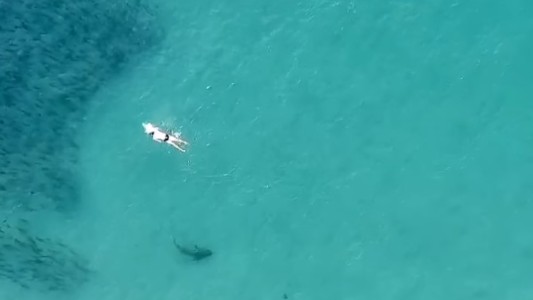 Video: un drone graba a varios tiburones a pocos metros de nadadores