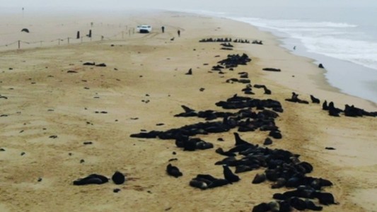 Encuentran a miles de lobos marinos muertos tras un "aborto masivo"