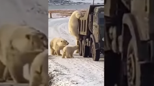 Video: captan a osos polares buscando comida en un camión de basura