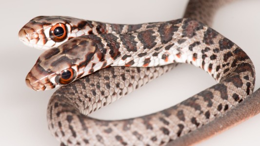 Un gato se apareció en el living de la casa con una serpiente de dos cabezas