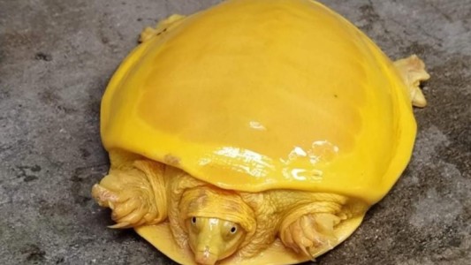 Encontraron una segunda tortuga amarilla: ¿albinismo o nueva especie?