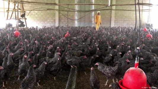 Unos 850.000 virus presentes en animales tienen potencial para pasar a los humanos