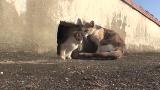 Video: el amor incondicional de una gata por su cachorro discapacitado