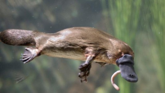 Foto documento: los ornitorrincos son fluorescentes