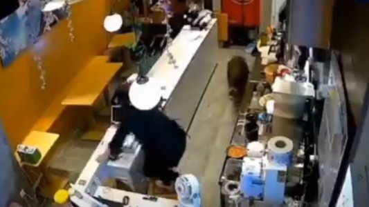 Video: un jabalí entró a un local gastronómico e intentó atacar a una mujer